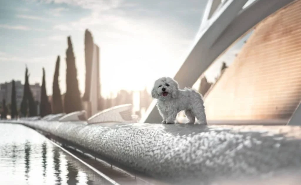 Qué apartamentos turísticos en Valencia aceptan mascotas