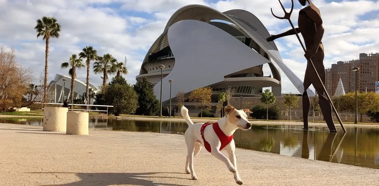 Alojamiento turístico Valencia verano pet-friendly