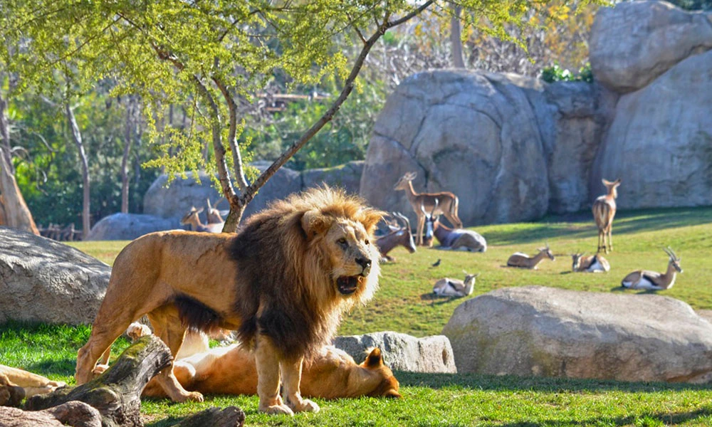 apartamentos en Valencia cerca del Bioparc